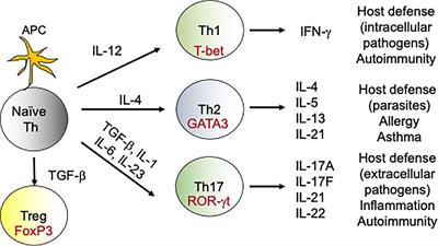 Vaccine-Induced Immunological Memory in Invasive Fungal Infections – A Dream so Close yet so Far